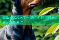 海角社区怎么不封揭秘 社区交流与资源共享首选